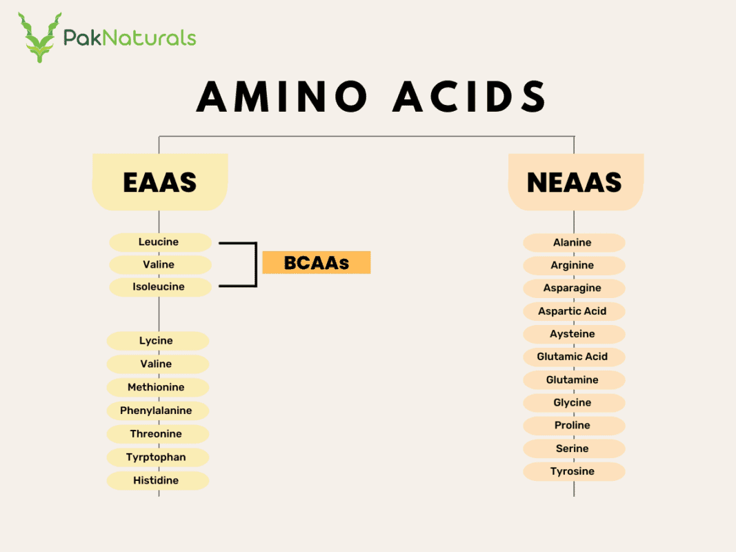 A chart showing where BCAAs lie amongst in all the amino acids