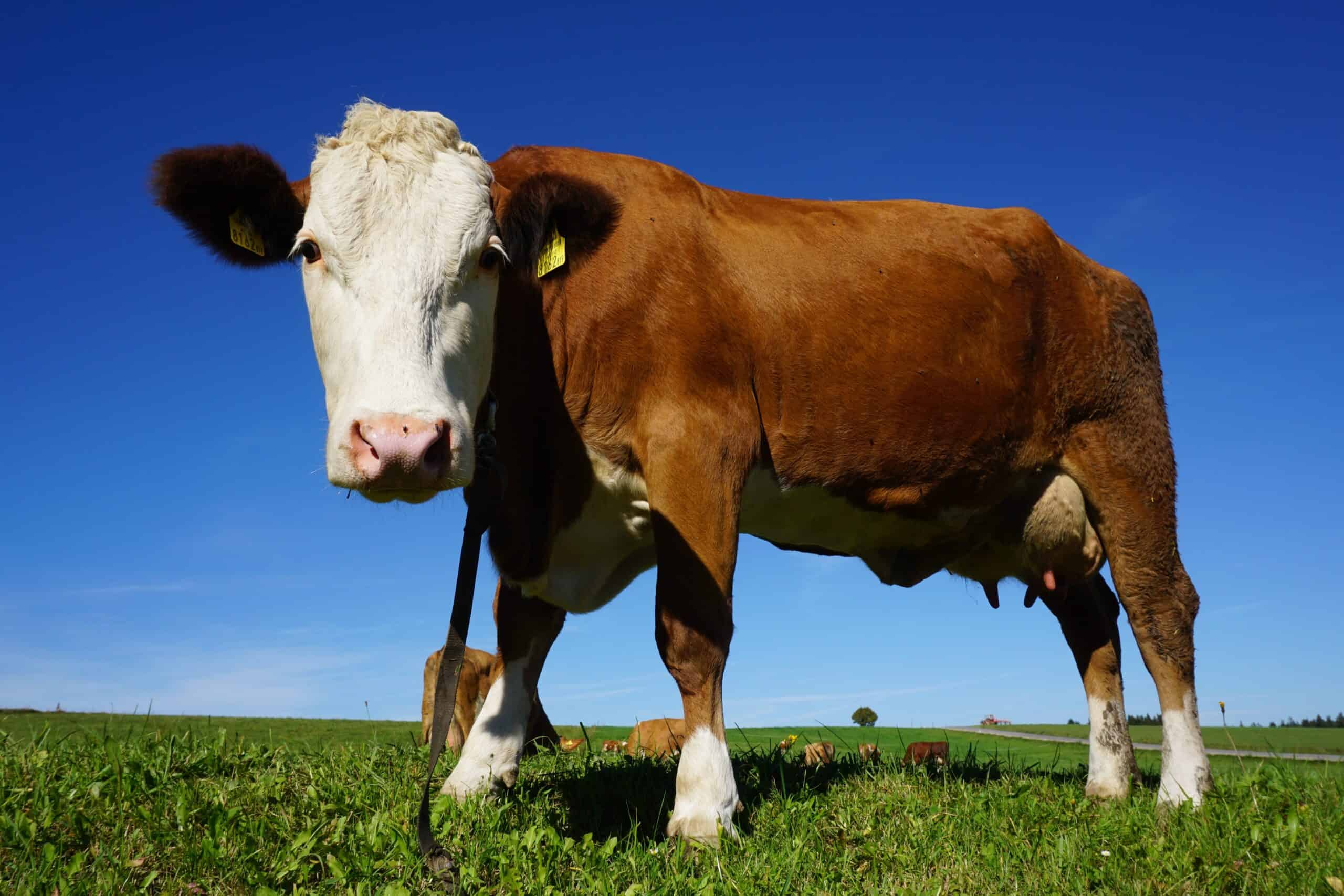 cow on a dairy farm field