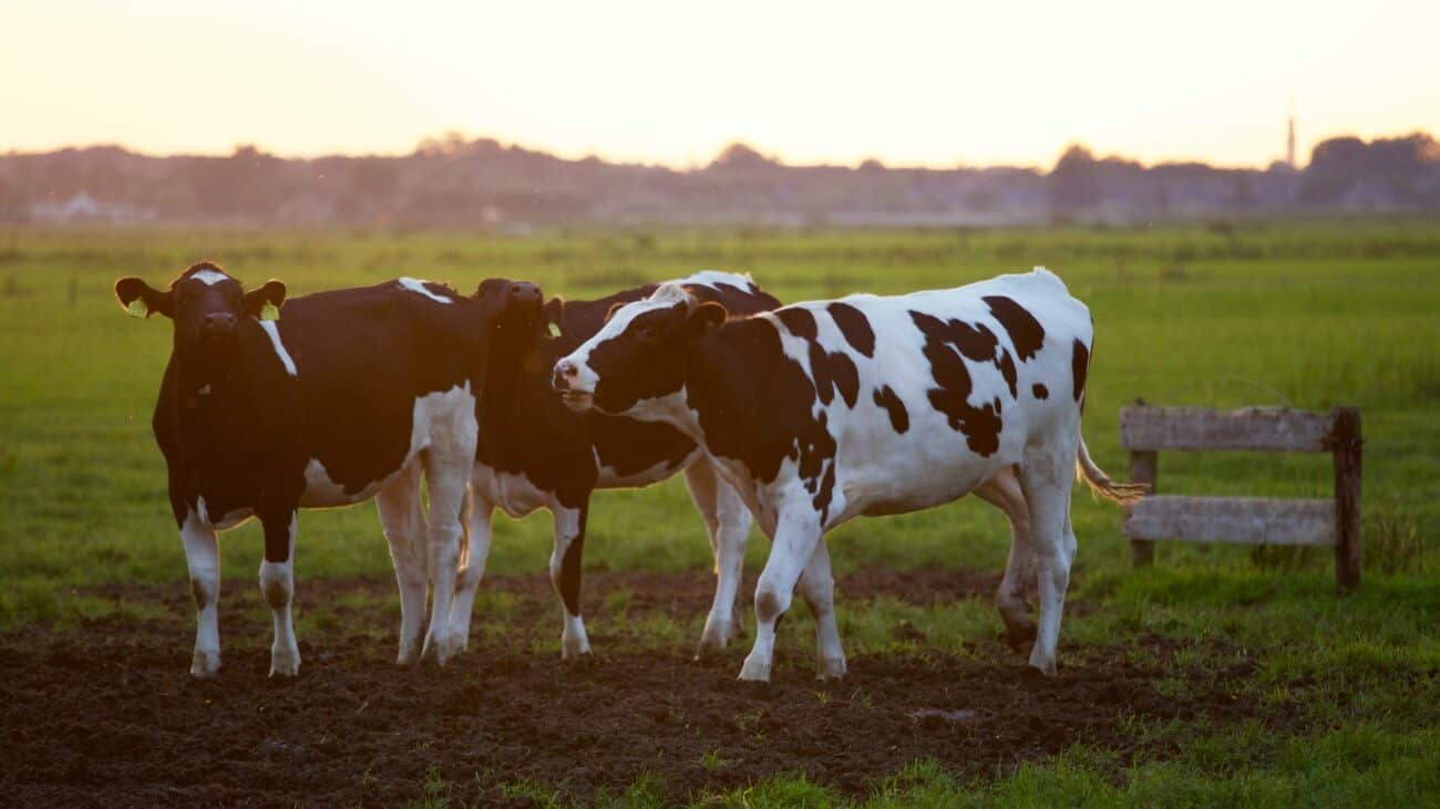 cows on a dairy farm field