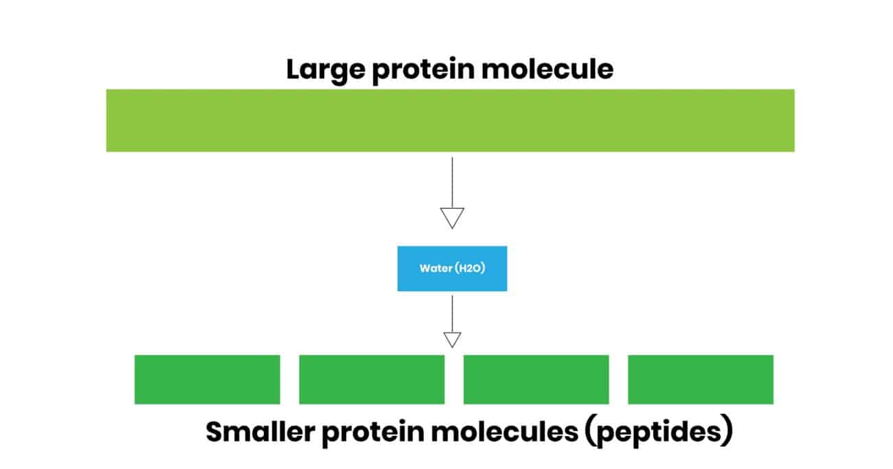 Simple diagram of hydrolysis of whey protein