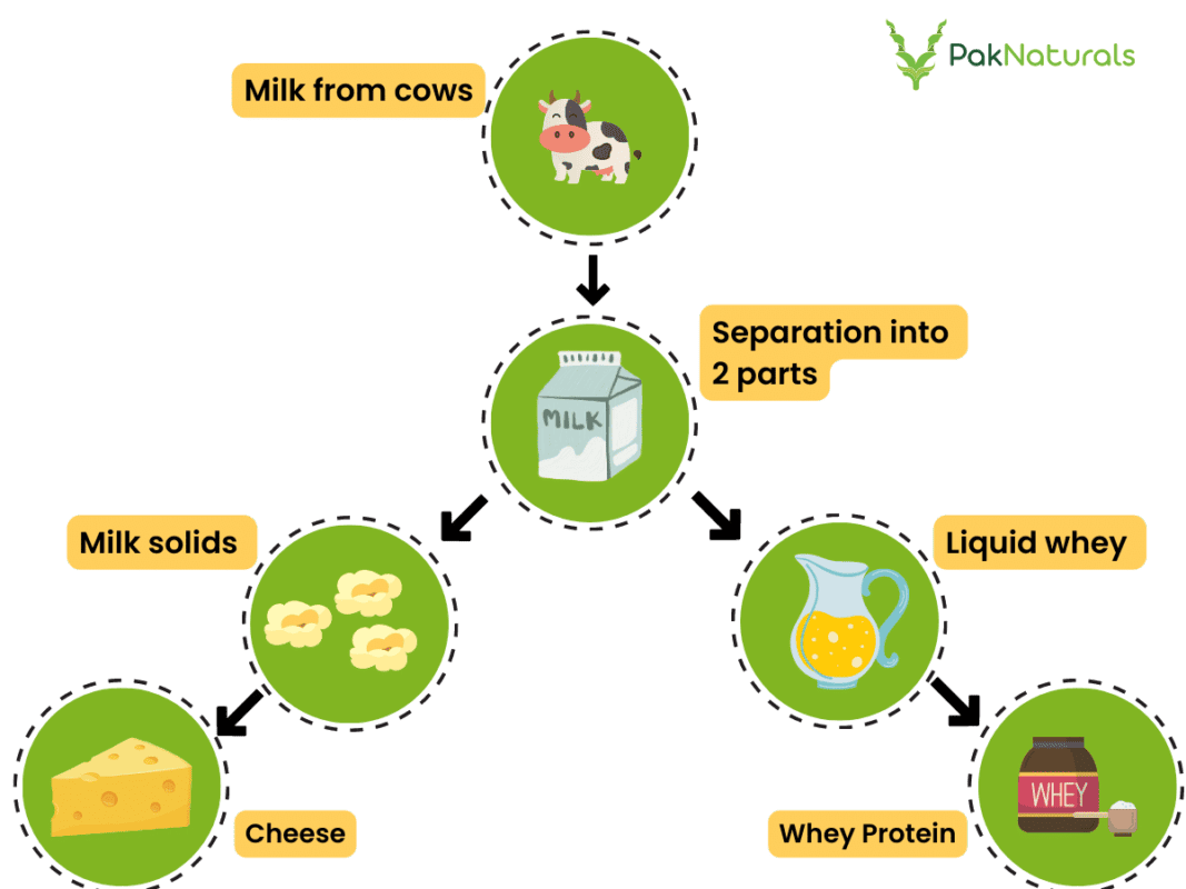 Infographic showing how protein powder is made